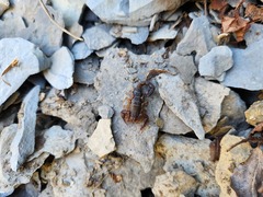 Vaejovis carolinianus