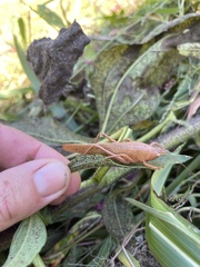 Pyrgocorypha uncinata