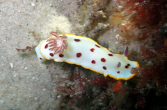 Goniobranchus splendidus