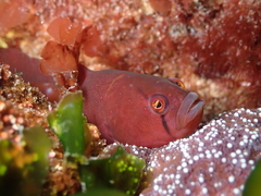 Apodichthys flavidus