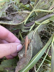 Pyrgocorypha uncinata