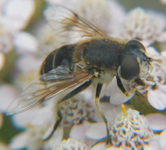 Eristalis