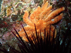 Pycnopodia helianthoides