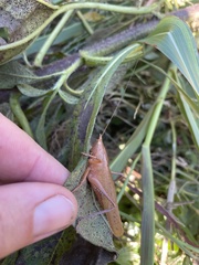 Pyrgocorypha uncinata