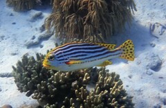 Plectorhinchus vittatus