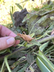 Pyrgocorypha uncinata
