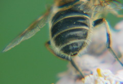 Eristalis
