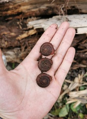 Traumatophora fraterminor