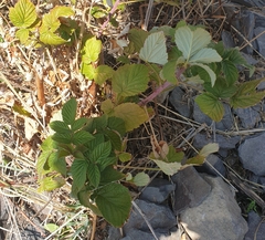 Rubus idaeus
