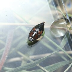 Gyrinus