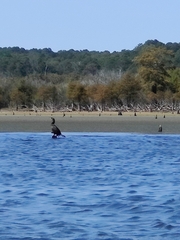 Nannopterum brasilianum