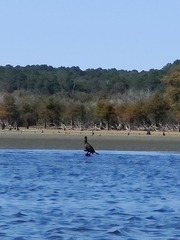 Nannopterum brasilianum