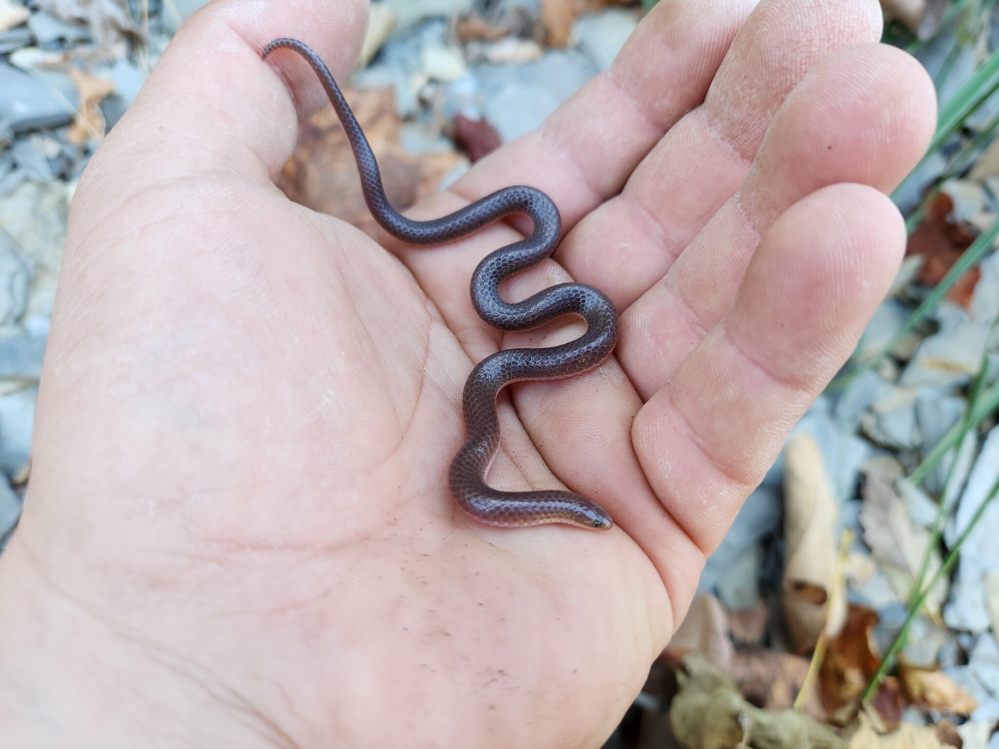 Carphophis amoenus helenae
