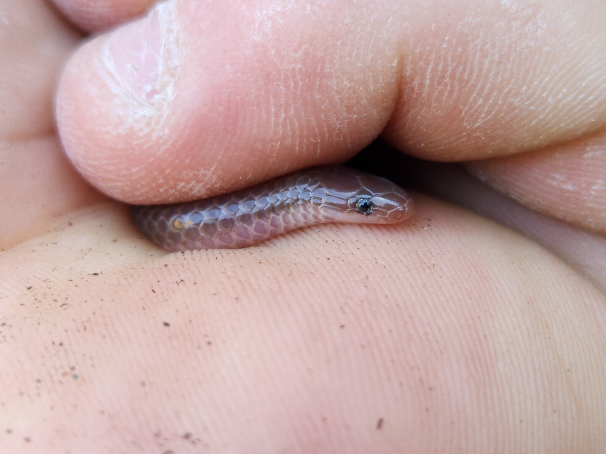 Carphophis amoenus helenae