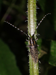 Agapanthia villosoviridescens