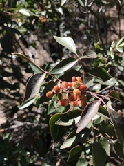 Rhus virens choriophylla