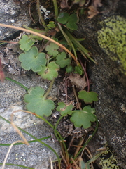 Romanzoffia sitchensis