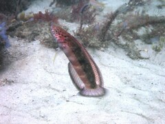 Eupetrichthys angustipes