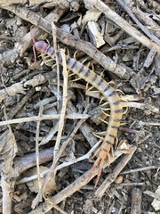 Scolopendra polymorpha