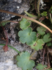 Romanzoffia sitchensis