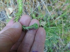 Petrosedum forsterianum