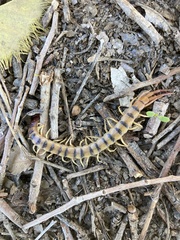 Scolopendra polymorpha