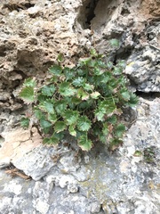 Campanula fenestrellata