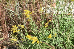 Solidago juliae