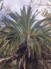 Phoenix canariensis