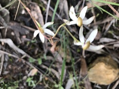 Caladenia cucullata