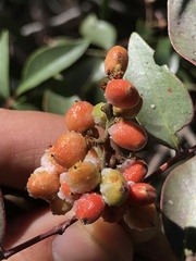 Rhus virens choriophylla
