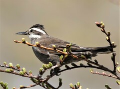 Cinclodes patagonicus