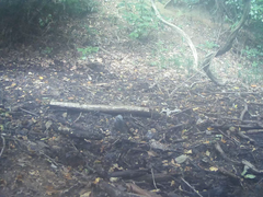 Hypsipetes amaurotis