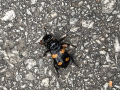 Nicrophorus orbicollis
