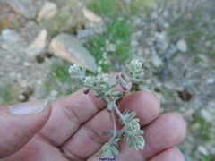 Sedum pedicellatum