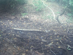 Hypsipetes amaurotis