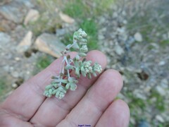 Sedum pedicellatum