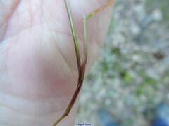 Poa compressa