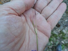 Poa compressa