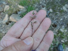 Poa compressa