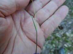Poa compressa