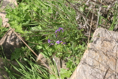 Solanum parishii