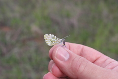 Anthocharis sara
