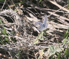 Cupido amyntula