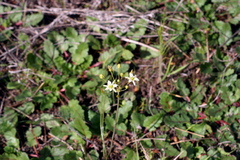 Toxicoscordion fremontii