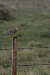 Bartramia longicauda