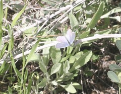 Cupido amyntula