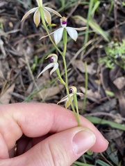 Caladenia cucullata