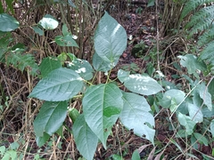 Alchornea latifolia