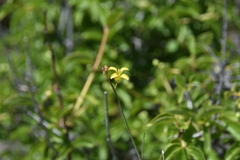Sisymbrium linifolium